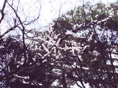 【写真】桜！！